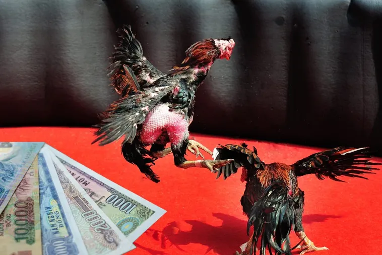 Bí Kíp Chinh Phục Cách Chơi Đá Gà Sabong Tại VNZ6 1 Bí Kíp Chinh Phục Cách Chơi Đá Gà Sabong Tại VNZ6